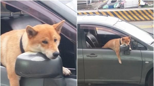 主人還不回來 柴犬被留在車內一臉哀怨掛後照鏡上 寵物 三立新聞網setn Com