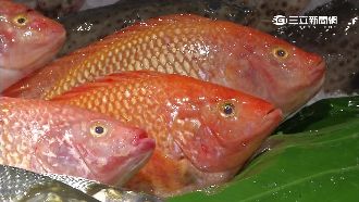 中秋烤肉新選擇　石斑、台灣鯛相對俗