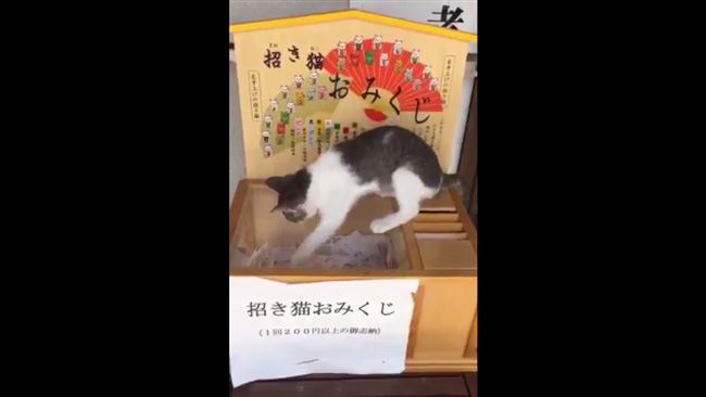 影／超Q！日寺廟求籤巧遇「招財貓」