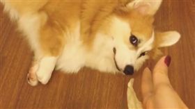16:9
柯基裝死雙眼超有神　赤裸裸直盯食物
圖／翻攝自poccathecorgi's IG
https://www.instagram.com/p/BJ8DHS6hGdW/
