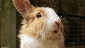 兔子（圖／Pixabay）