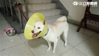 虐狗遭拍PO網　警查看意外逮2毒蟲