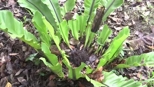 科博館植物園成菜園?大把山蘇被盜採