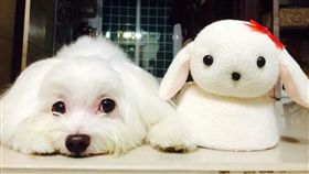 狗病逝變IV100雷精靈（圖／PTT） http://disp.cc/b/163-9B3Q