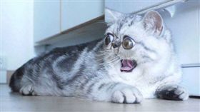 美短,Herman 圖／翻攝自exoticherman,Instagram