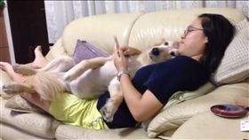 黃金獵犬,恩恩 圖／翻攝自恩恩的傻傻日記臉書