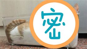 貓咪吐司 圖/翻攝自貓樂園臉書