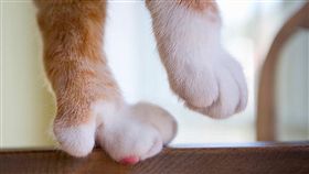 國外夯貓咪去爪手術／翻攝自City the Kitty推特