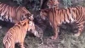 東北虎（圖／翻攝自微博）