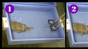 烏賊算數(圖/中央社)