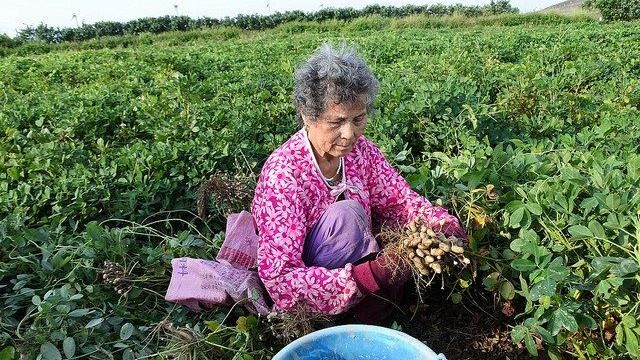 超乎想像的台灣豆，你認識哪幾種？