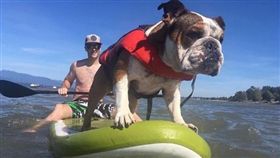 狗-Instagram-https://www.instagram.com/mrbentley_thedog/