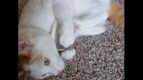 喵星人奮力與罐罐博鬥。（圖／翻攝自The Pet Collective臉書）