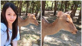 ▲網友遭奈良鹿鄙視。（圖／翻攝自洪綺綺臉書）
https://www.facebook.com/photo.php?fbid=1093276490741031&set=a.411633748905312.89252.100001760713759&type=3&theater
