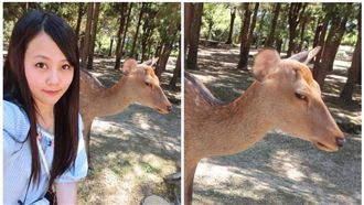 奈良自拍被鹿「鄙視」　她登英媒爆紅