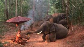 泰國象-泰國gossip新聞網站-http://gossip.hirufm.lk/english/2908/2016/09/elephants-offer-food-to-forest-dwelling-monk-photos.html