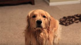 黃金獵犬-Youtube-https://www.youtube.com/watch?v=C0taqxZ-gLQ