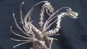 日本,神人,骨骼,炸雞,肯德基,標本,哥吉拉,基多拉(https://twitter.com/honeoyaji/status/773920078144294912)