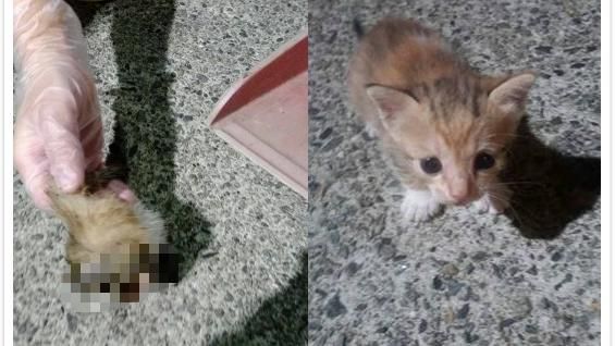 基隆傳殺貓　兇手菜刀肢解單月小貓