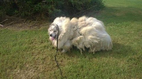 汪星人遭不當飼養　毛長到像隻綿羊