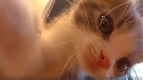 360度,全景照片,貓,喵星人,鏟屎官,寵物,療癒
(翻攝newStory https://www.facebook.com/newstoryjp/videos/583745901807381/)