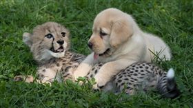非洲獵豹、小狗（圖／翻攝自Columbus Zoo and Aquarium臉書）