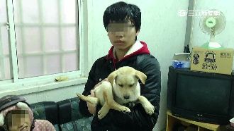 涉虐死嬰保母夫妻　先前就遭控疑虐狗