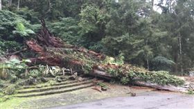 快訊／溪頭2800年紅檜神木倒塌　3遊客輕重傷
翻攝臉書爆料公社