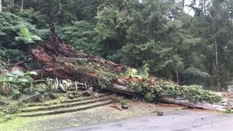 溪頭千年紅檜神木倒塌　3遊客輕重傷