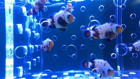 黑雪印公子小丑魚是公子小丑魚的一種，為黑公子小丑魚、雪印公子小丑魚育種而成。（圖／中央社）