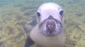 大自然,動物,可愛,萌,海獅,潛水,療癒
(calypsostarcharters IG)