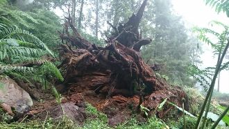 「不死神木」突倒塌　留淒美愛情傳說