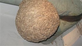 消防員摘蜂窩被叮，嘴巴腫如香腸。（圖／翻攝自百度）
http://image.baidu.com/search/detail?z=0&ipn=d&word=%E8%9C%82%E7%AA%9D%E5%9B%BE%E7%89%87&step_word=&hs=0&pn=0&spn=0&di=0&pi=&tn=baiduimagedetail&istype=2&ie=utf-8&oe=utf-8&cs=2467007108%2C4277897530&os=795202208%2C3740550149&simid=&adpicid=0&fm=&sme=&cg=&bdtype=14&simics=3205334819%2C2614393123&oriquery=&objurl=http%3A%2F%2Fimg242.ph.126.net%2FhAIehrVEQiStf5PHOUFuyg%3D%3D%2F2135832123282024505.jpg&fromurl=ippr_z2C%24qAzdH3FAzdH3Fks52_z%26e3B8mn_z%26e3Bv54AzdH3Fxtw5ytz7t6jgAzdH3Fks52AzdH3FfpwptvAzdH3F8mc8c8dmdaalln8d9d8nd9AzdH3F&gsm=0&cardserver=1