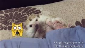 刺蝟,https://www.facebook.com/HedgehogSashimi/videos/1729668350633553/