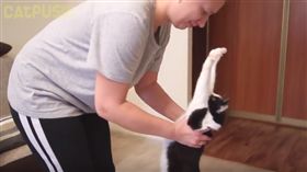 乳牛貓超愛討抱/翻攝自https://www.youtube.com/watch?v=VyH-oOE_8mA