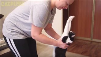 乳牛貓愛跟主人討抱抱　還會自動舉手