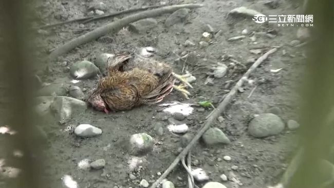 駱駝病飛禽亡　開心農場竟成動物煉獄