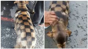 來自LV的汪星人！剃毛後漲身價　西洋棋盤造型好吸睛 圖/翻攝自爆料公社臉書粉絲專頁