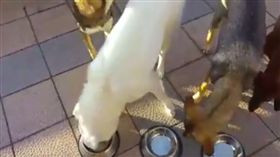  ▲事情發生得太快，蒂蒂已經沒了食物。（圖／翻攝自米克斯驚喜包三兄妹臉書） https://www.facebook.com/mixtotochipdale/video