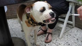 flickr寵物,菸/Tim Rebers/https://www.flickr.com/photos/primitim_nl/5700106859/in/photolist-9FGxbt-86r3VN-dJyu7m-etrhZV-bsmN6H-bsmgfX-BPyeJ-pFFBgJ-qnjC9B-29Fhki-89a3qM-42NHLg-BmbjXH-6ufu3S-6mU2DY-3oTWB-C8YUCf-34SFU-6oksVG-aoBA8v-2JXnE-88yRa-33cGAu-poZLqk-Bmbjw2-aoEjsu-6Vwmep-eg82CQ-4WV2RH-4kwtmQ-6pCnTm-6vmfrj-9yCv92-aoEj2m-5CfoN1-5Cb6gv-Bm4cnh-3MkFe-yCD1yL-5orNEv-EUGxKj-nTkaiX-vB3FVf-GoK4d7-sVrRtN-ruCLEP-ozYC25-2vVkpu-5MuPDu-6EpzvX