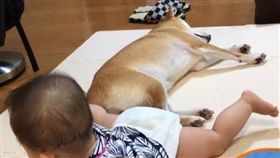 16:9
柴柴遭小主人飛踢 受到委屈不能叫
圖／翻攝自the_shiba_mogu's IG
https://www.instagram.com/p/BKGC4V0BVg6/