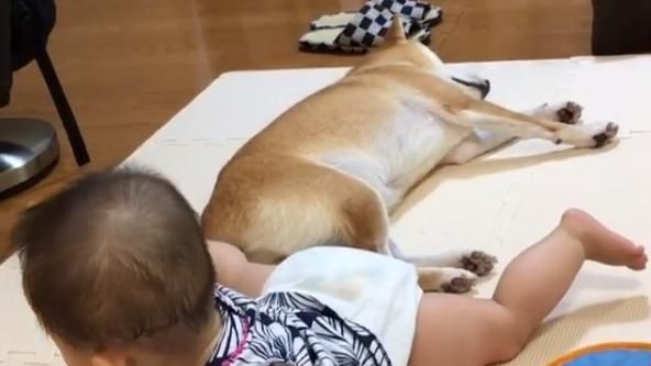 睡覺遭小主人飛踢　柴柴一臉無奈委屈