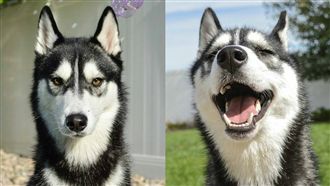 沒有聽錯！哈士奇開口哼出「我愛你」