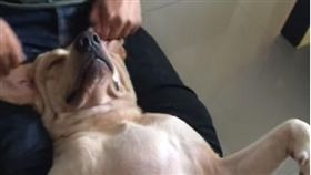 狗狗被按摩臉超爽。(圖/翻攝自youtube)-https://www.youtube.com/watch?v=wjQtbzvI2II
