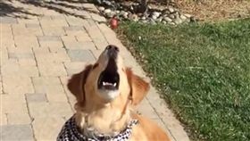 狗狗接物失敗。（圖／翻攝自Crazimals臉書）－https://www.facebook.com/crazimals/videos/1229887247056425/