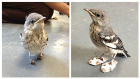 ▲知更鳥穿雪鞋復健。（圖／翻攝自Thedodo）
https://www.thedodo.com/bird-snowshoes-problem-feet-1998365390.html?tdfb