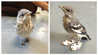 簡單配備救幼鳥　知更鳥穿雪鞋做復健