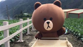 LINE GAME中秋送萬杯拿鐵　熊大農場貼圖免費拿