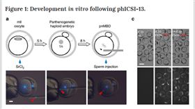 科學,體外受孕,試管嬰兒,卵子,精子,繁衍,老鼠,實驗,研究,裴利,自然通訊(http://www.nature.com/articles/ncomms12676)