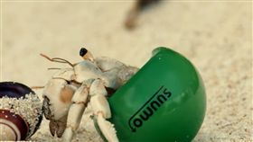 寄居蟹有新家。(圖/翻攝自 YouTube)